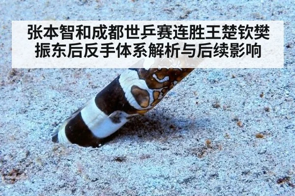 张本智和成都世乒赛连胜王楚钦樊振东后反手体系解析与后续影响